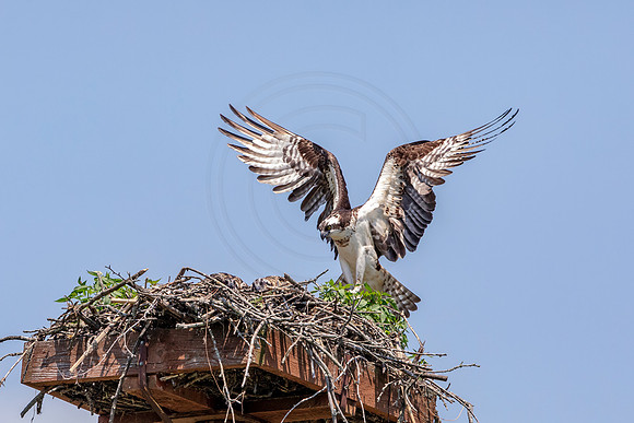 2 female osprey (AF3A8575) July 2, 2019