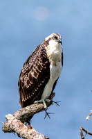 4 osprey kid (624A7536) August 5, 2017