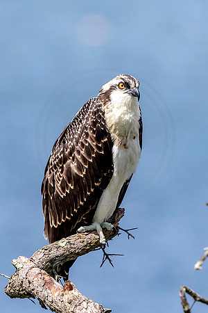 4 osprey kid (624A7536) August 5, 2017