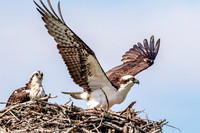 1 male osprey leaving (624A0115) June 17, 2017