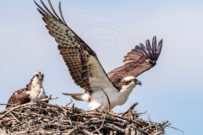 1 male osprey leaving (624A0115) June 17, 2017