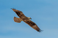 5 osprey kid (624A6201) July 29, 2017