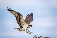 5 osprey kid (624A7432) August 5, 2017