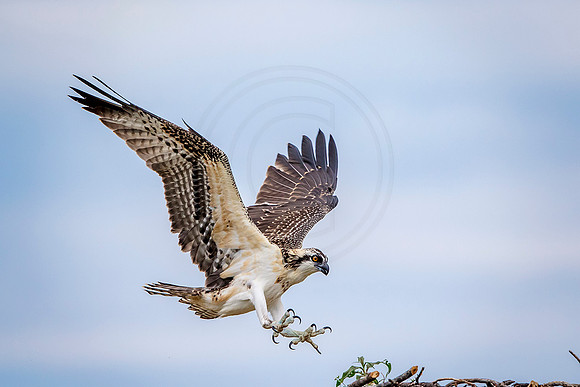 5 osprey kid (624A7432) August 5, 2017