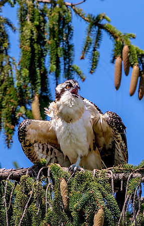11 kings garden osprey (624A9229) August 9, 2017