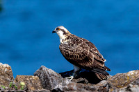 5 osprey kid (624A6936) July 29, 2017