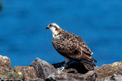 5 osprey kid (624A6936) July 29, 2017