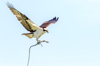 3 male osprey (624A9754) May 16, 2017