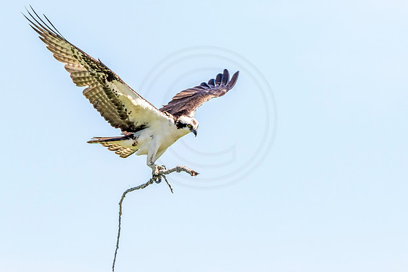 3 male osprey (624A9754) May 16, 2017