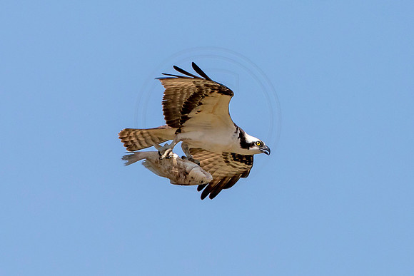 14 male osprey (AF3A7550) July 2, 2019