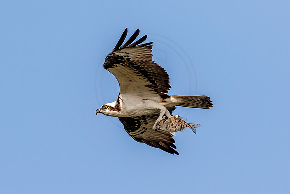6 osprey (624A5270) February 9, 2016