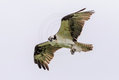15 osprey (624A2195) July 15, 2017