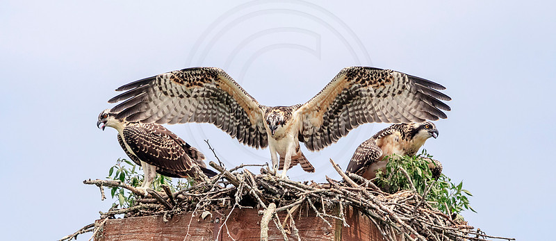 17 osprey kids (AF3A0961) July 21, 2019