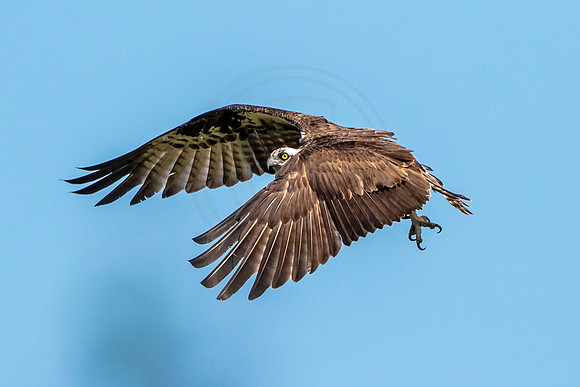23 osprey (624A5697) February 9, 2016