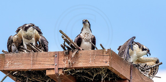 24 kings garden osprey (624A9363) August 9, 2017