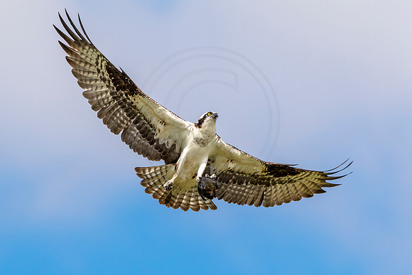 17 male osprey with a fish (624A9052) June 15, 2018