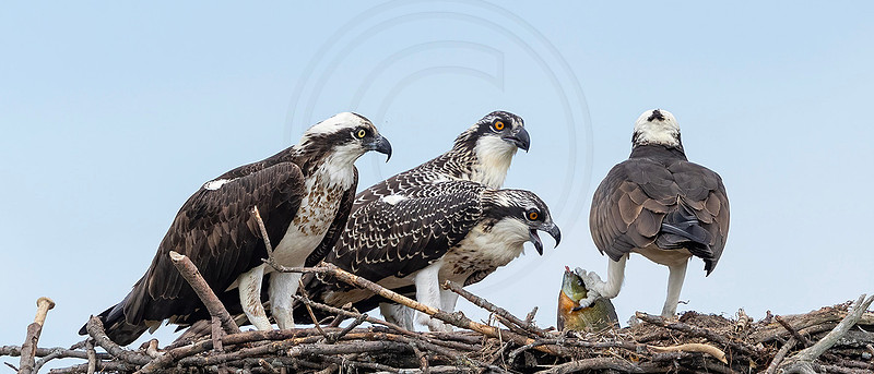 28 osprey