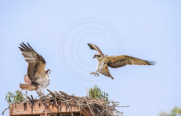 27 osprey kids (AF3A3269) July 27, 2019