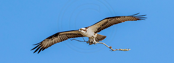 36 osprey (624A0400) February 11, 2017