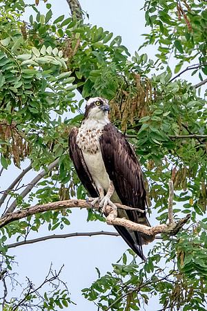 26 kings garden osprey (624A9441) August 9, 2017