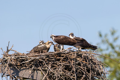 2 osprey family (IMG_5296) July 9, 2022