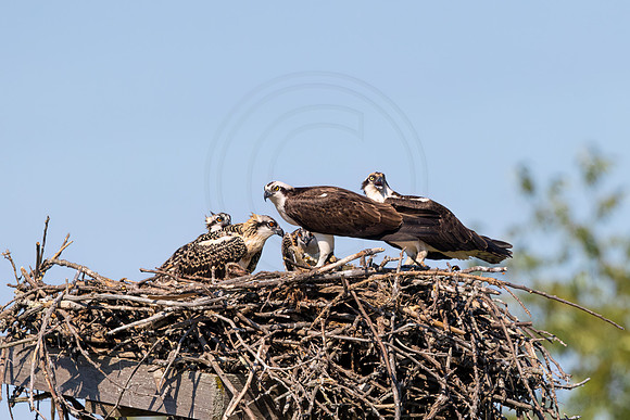 2 osprey family (IMG_5296) July 9, 2022