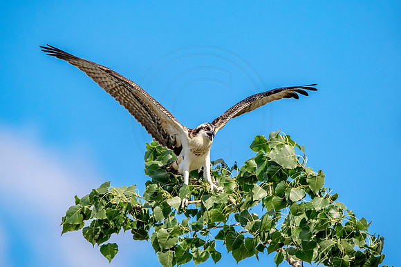 44 juvenile osprey (624A7925) August 6, 2017