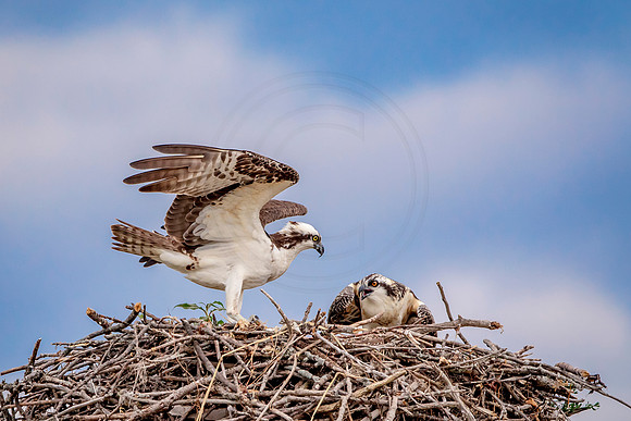 38 osprey (624A8253) August 7, 2017