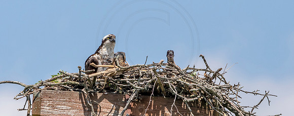 41 osprey (AF3A8268) June 15, 2019