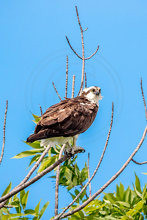45 osprey (624A5899) July 30, 2017
