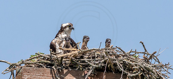 44 osprey (AF3A8303) June 15, 2019