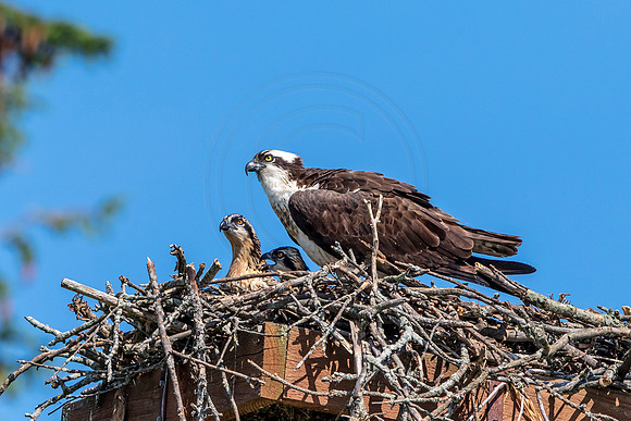 49 female osprey and kids (624A2689) June 30, 2018