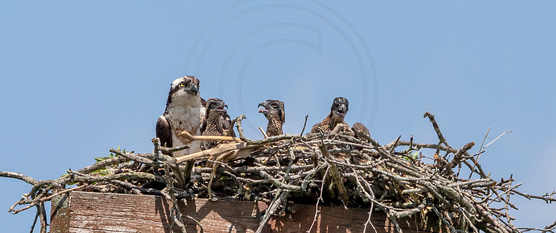 45 osprey (AF3A8328) June 15, 2019
