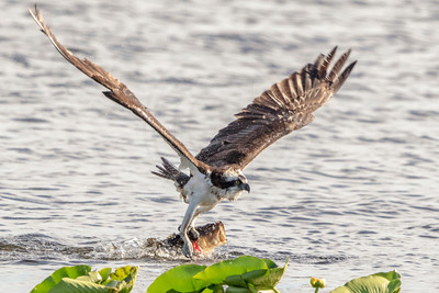48 osprey (624A6251) February 9, 2016