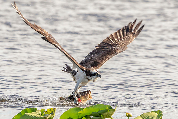 48 osprey (624A6251) February 9, 2016