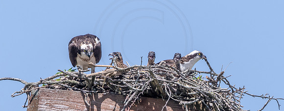 50 osprey (AF3A8628) June 15, 2019