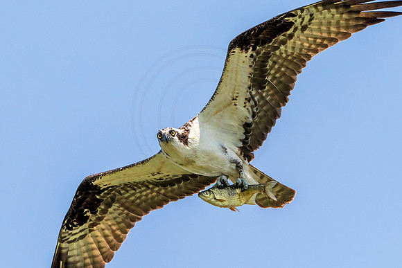 66 osprey dad (624A2864) June 30, 2018