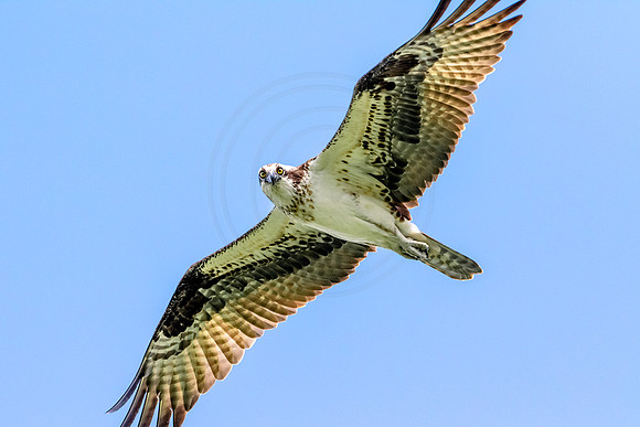 12 female osprey (624A0778) June 25, 2017