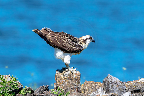 35 juvenile osprey (624A6909) July 31, 2017