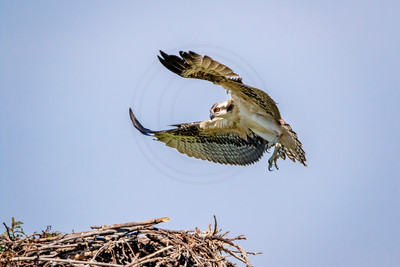 55 osprey kid (624A6393) July 30, 2017