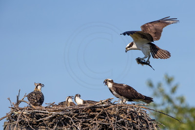120 osprey (IMG_5438) July 9, 2022