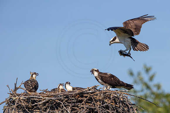 120 osprey (IMG_5438) July 9, 2022