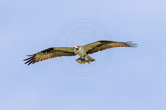 65 osprey mom (624A2857) June 30, 2018