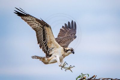 83 osprey kid (624A7432) August 5, 2017