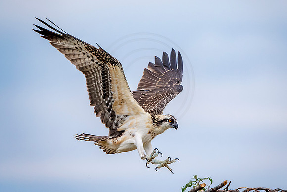 83 osprey kid (624A7432) August 5, 2017