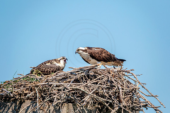 86 osprey kid (624A7133) July 31, 2017
