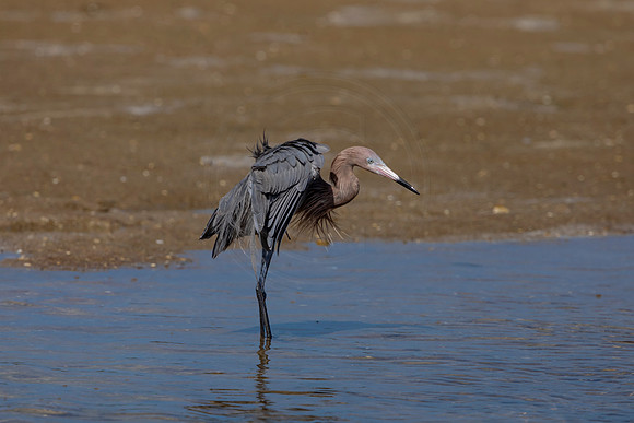 180 reddish egrets (6F3A6784) April 15, 2021