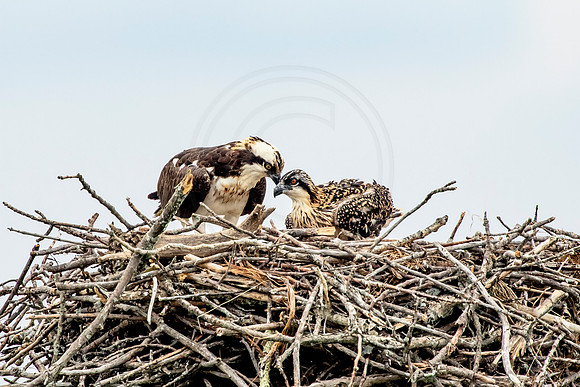 Osprey in Crown Point