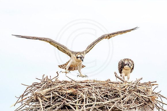Osprey in Crown Point