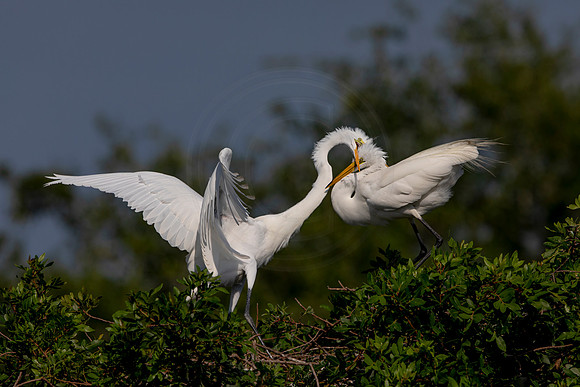1047 egret (6F3A3595) April 18, 2021